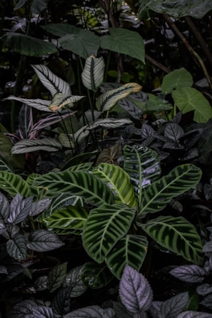 Arrangement of various aroid plants showcasing different shades of green and leaf patterns.