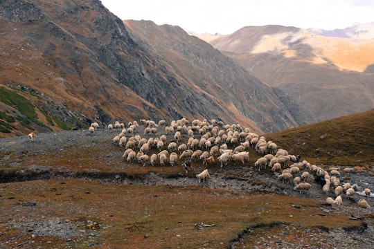 white sheep lot in Abano Pass Georgia