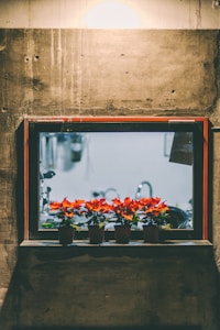 Red Geranium Blooms