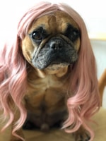 A dog with a wrinkled face and short snout is wearing a long, wavy pink wig. The background is out of focus, emphasizing the dog's expression and the unusual accessory.
