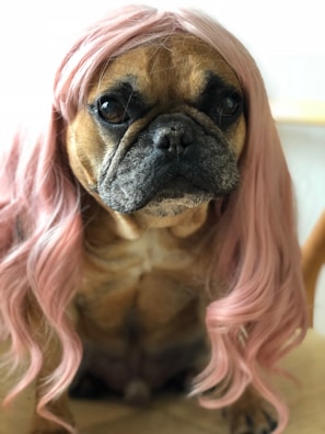 A dog with a wrinkled face and short snout is wearing a long, wavy pink wig. The background is out of focus, emphasizing the dog's expression and the unusual accessory.