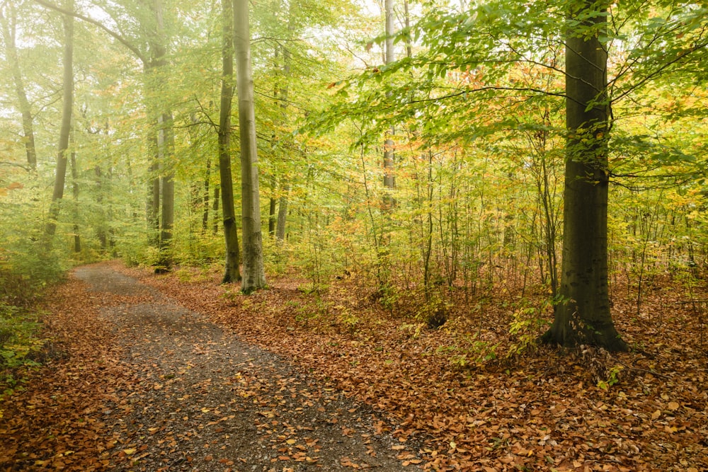 green-leafed trees