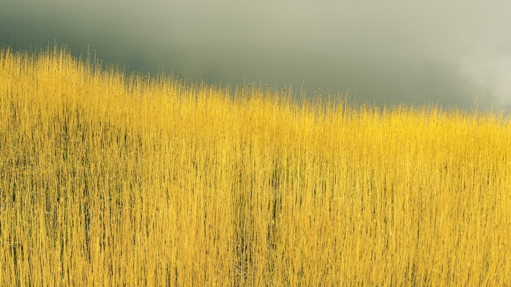 brown grass field