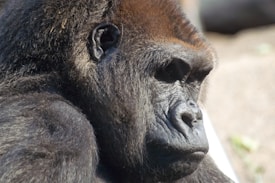 A close-up image of a gorilla's face, capturing the texture of its fur and the intensity in its eyes. The gorilla appears to be resting and looking to the right, with its facial features highlighted by natural lighting.