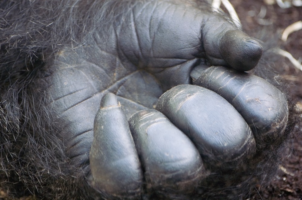 black ape hands