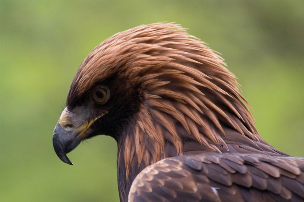brown bald eagle