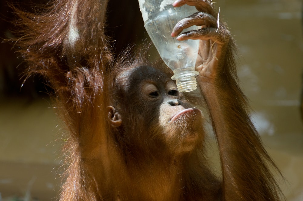 brown orangutan holding plastic bottle