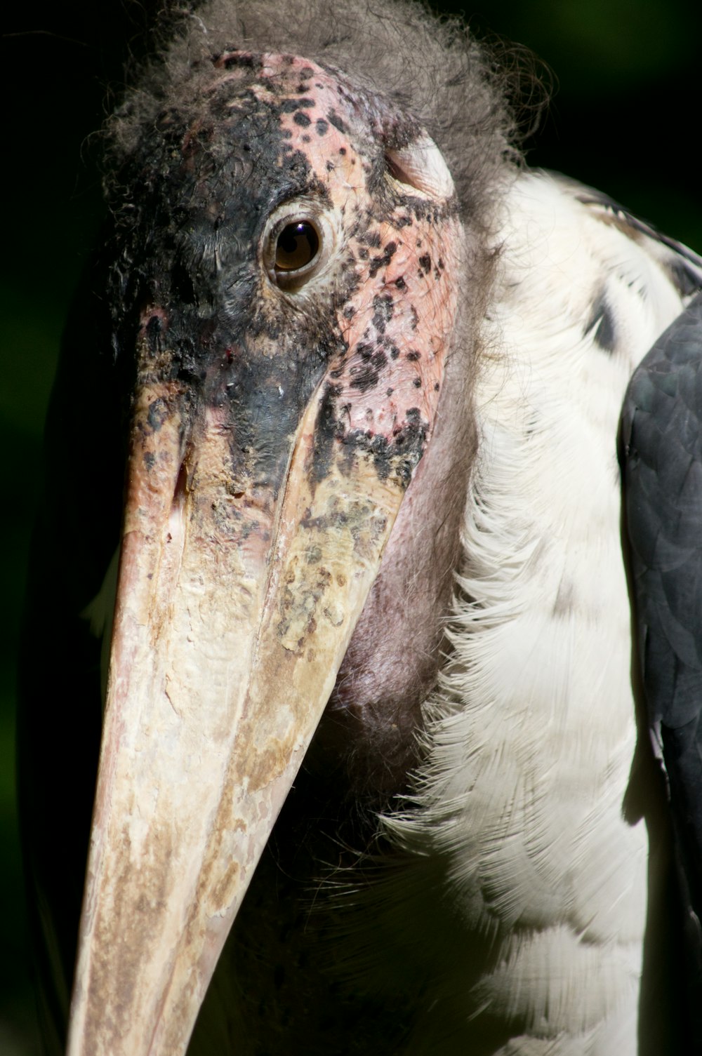 white and brown bird