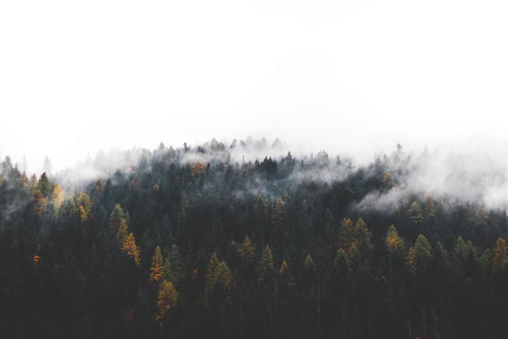 une forêt couverte de beaucoup d’arbres couverts de brouillard