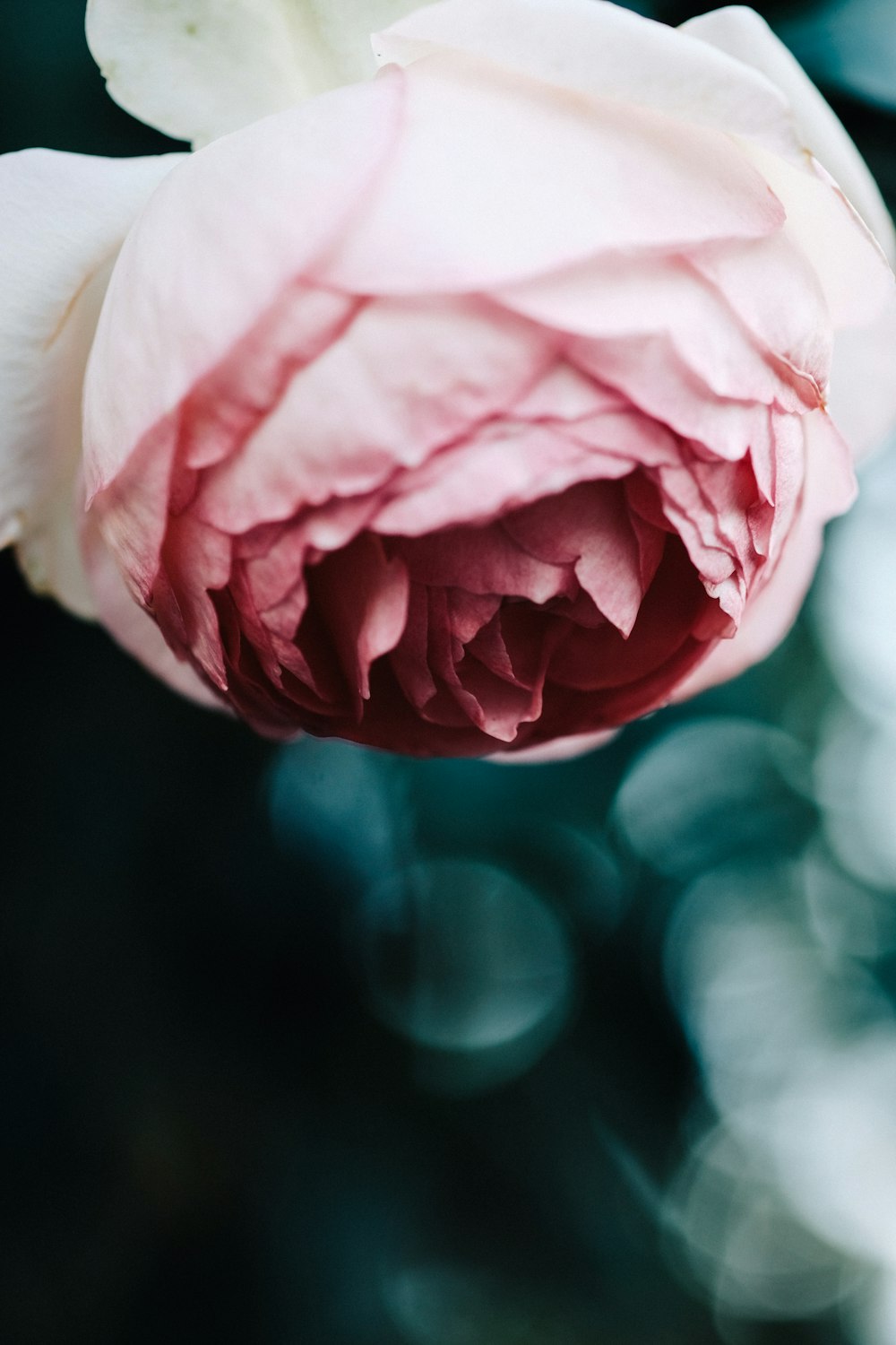 Fotografía de primer plano de la flor rosa