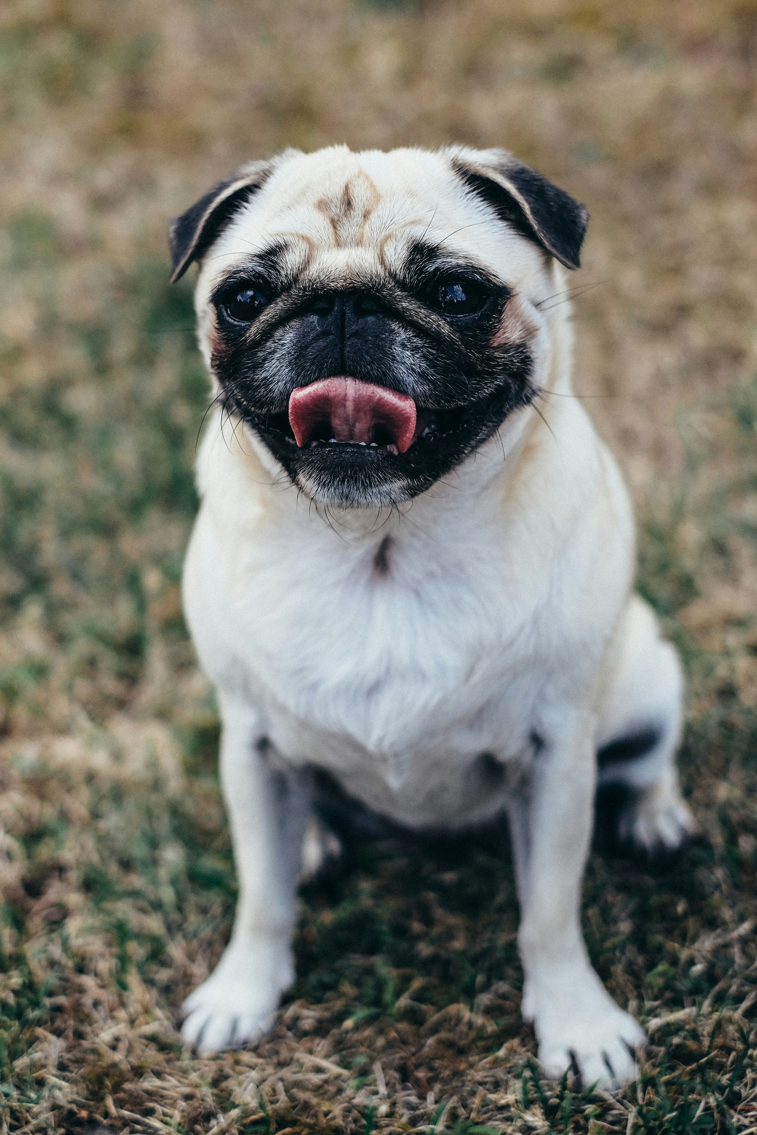 whiitepug and tongue