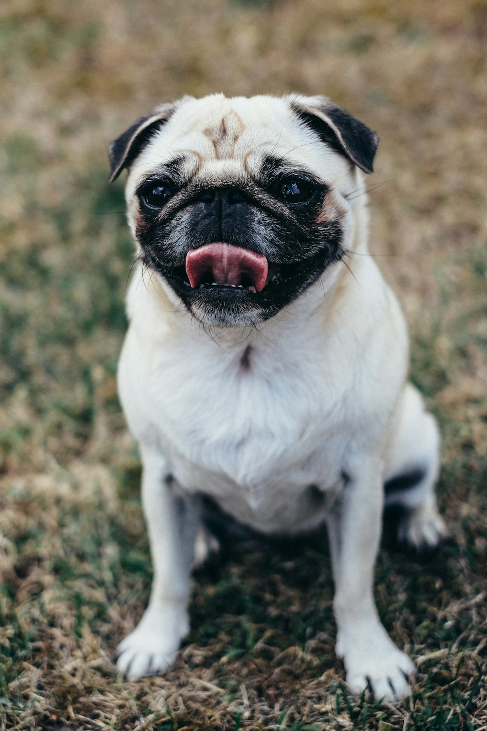 fawn pug on grass