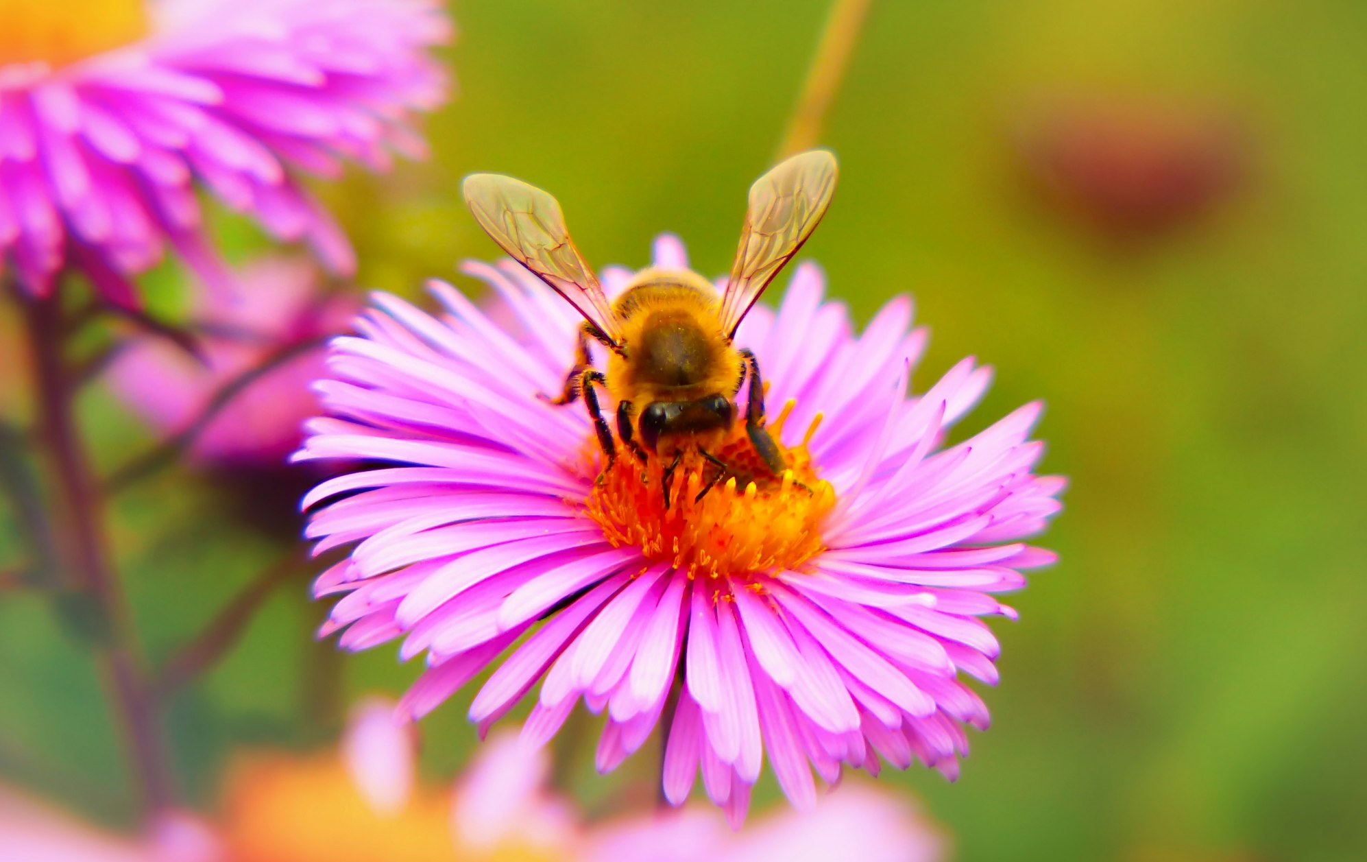 Bee and flower