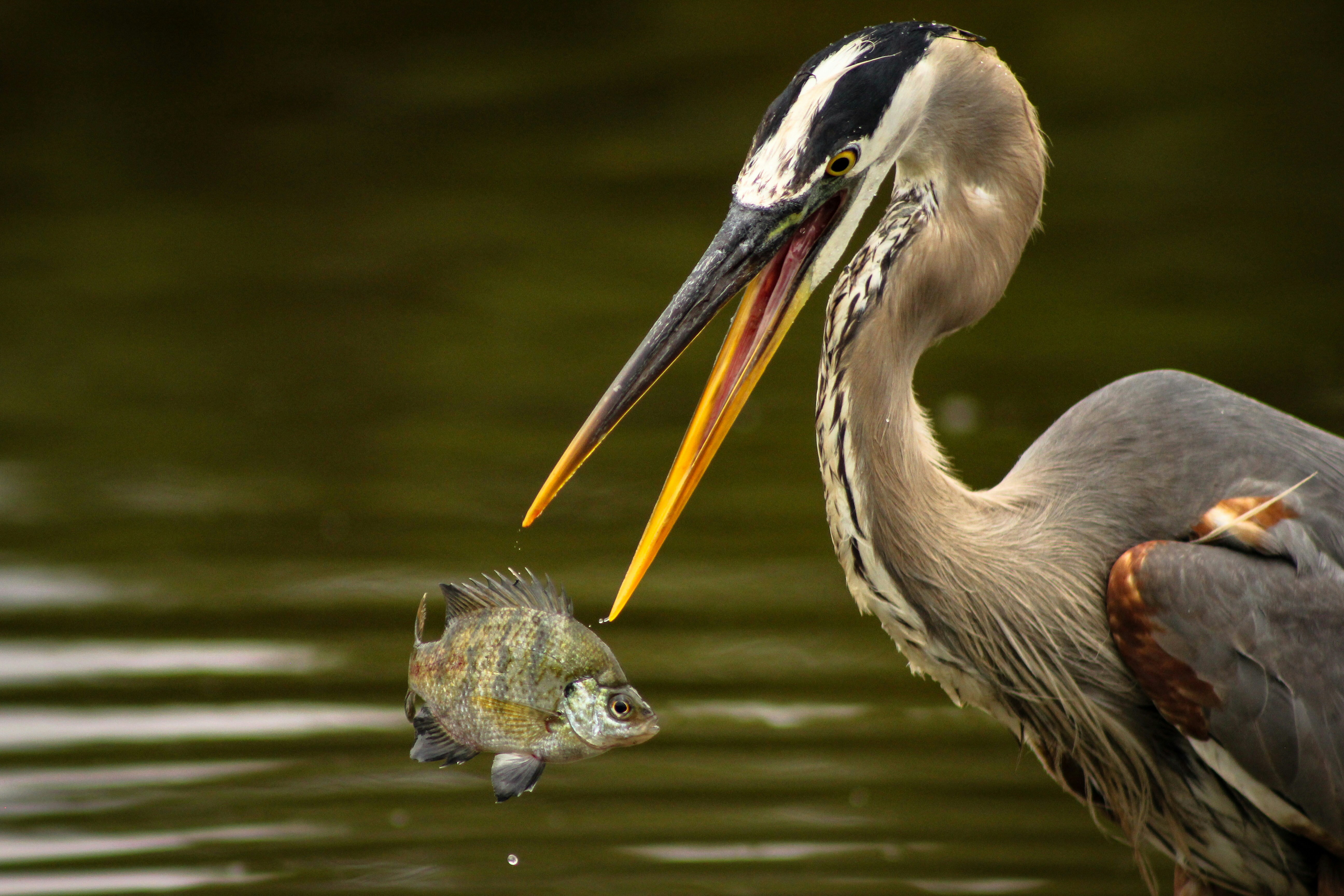 Hot and Cool Systems: Managing Emotional Interference in Goal Pursuit