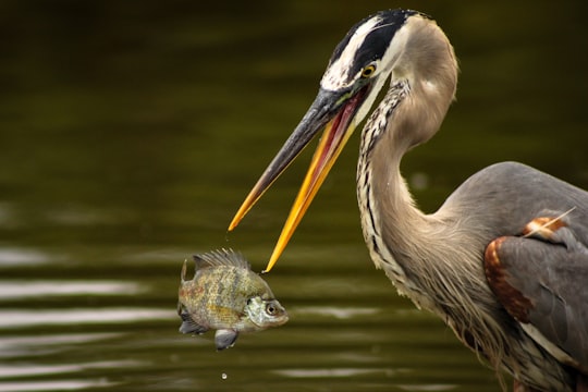 close-up photography of pelican and fish in Venice United States