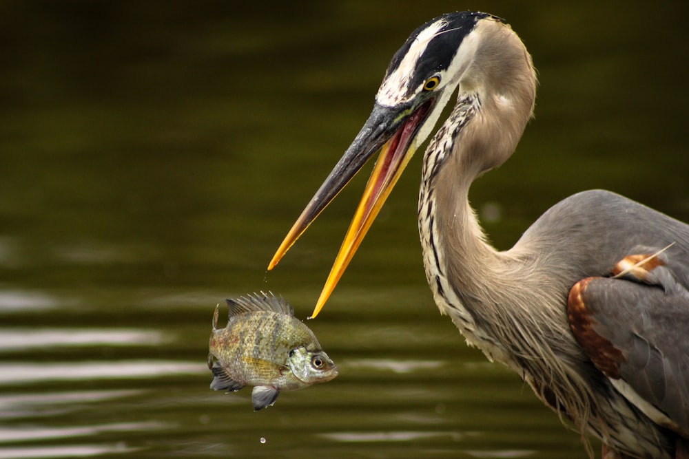 close-up photography of pelican and fish