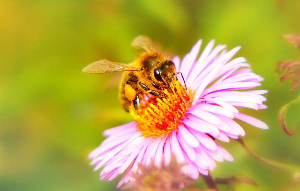 bee on flower