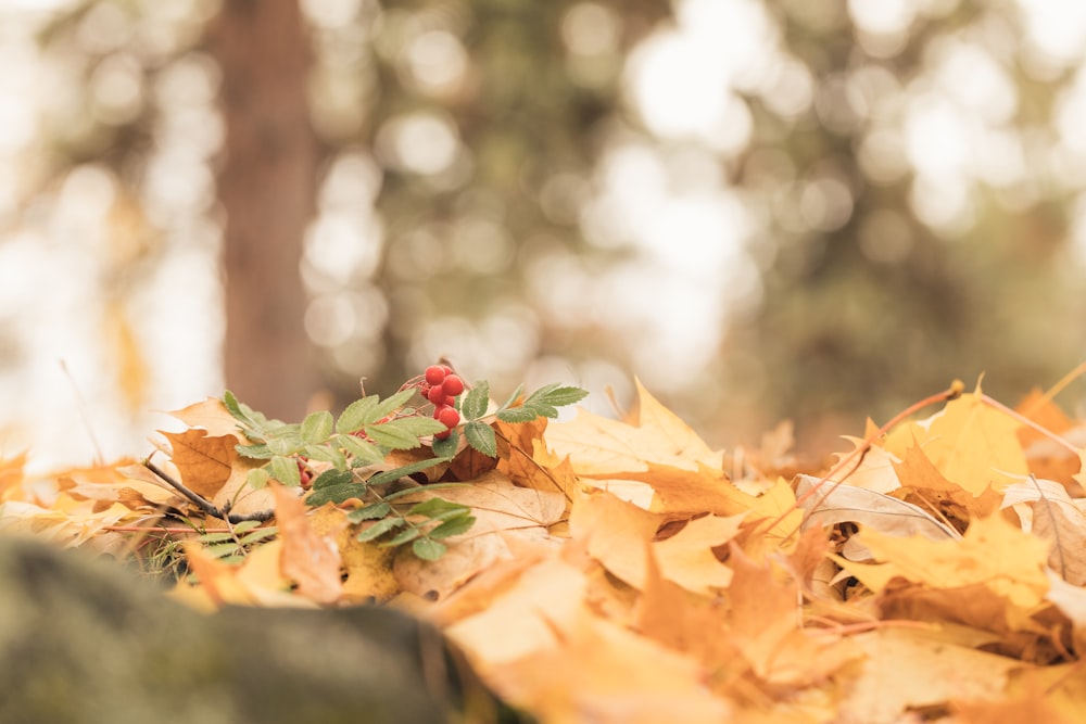 selective focus photography of leaves