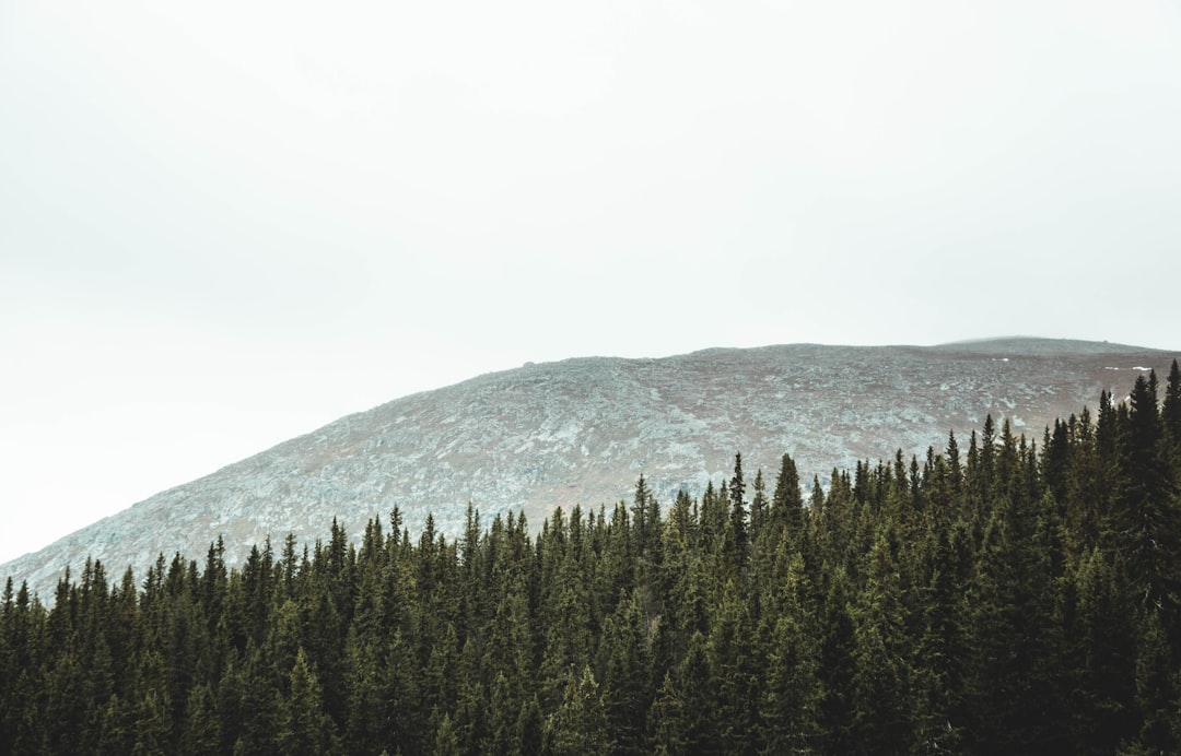 view of pine trees during daytime