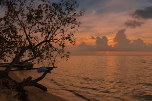 Golden hour light bathes a serene beach with crystal-clear turquoise waters and a lone hammock swaying gently.