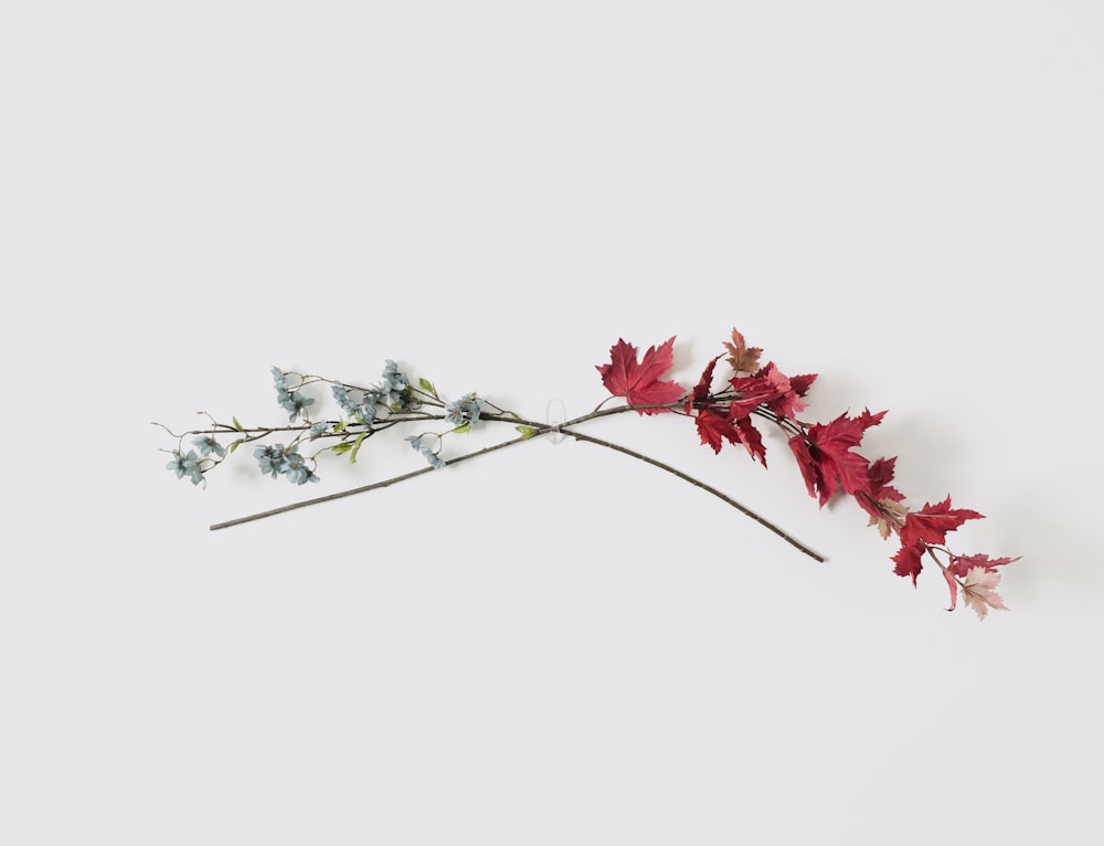 red and white flowers