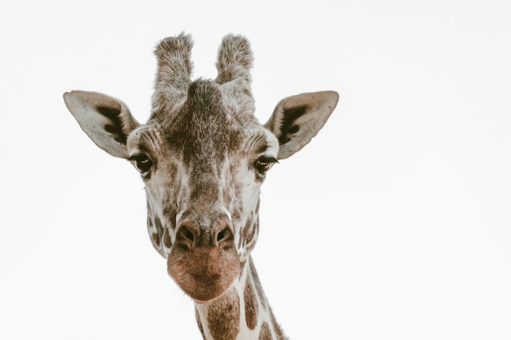 beige and brown giraffe head