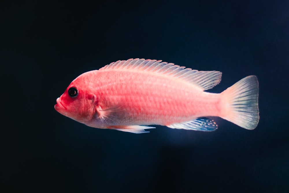 peixe cor-de-rosa do animal de estimação