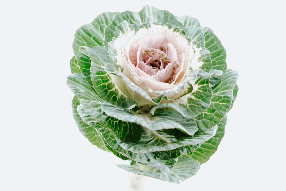 green and white petaled flower