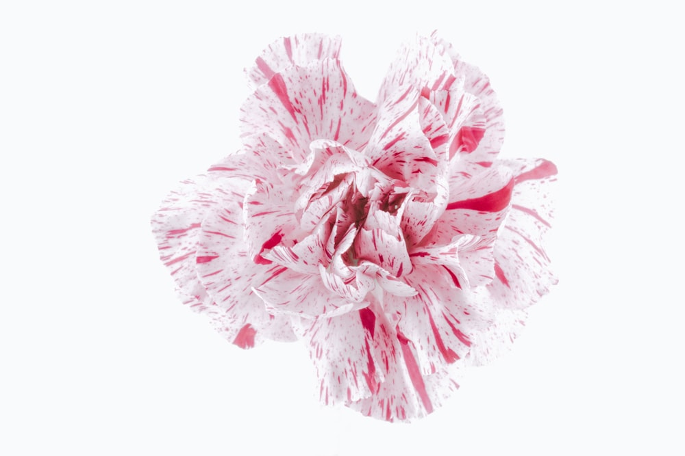 pink flower illustration