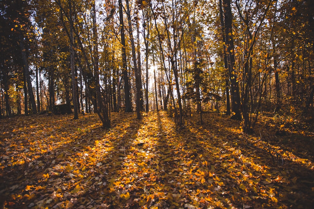 green leafed trees