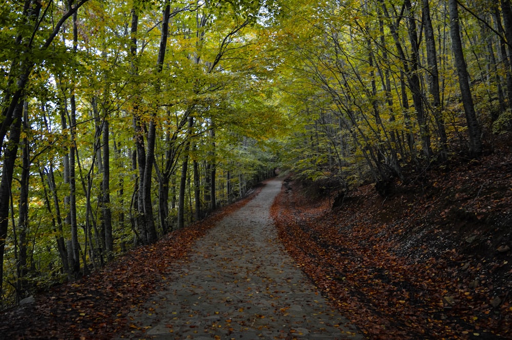 Camino marrón bajo árboles de hojas verdes durante el día