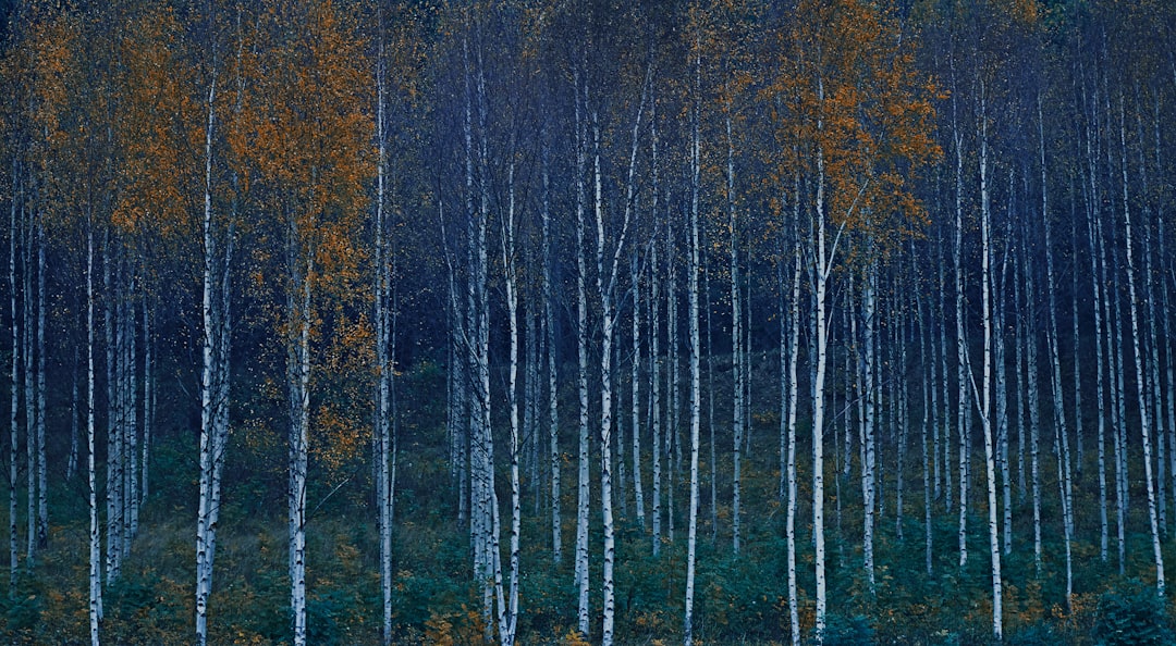 brown leafed trees