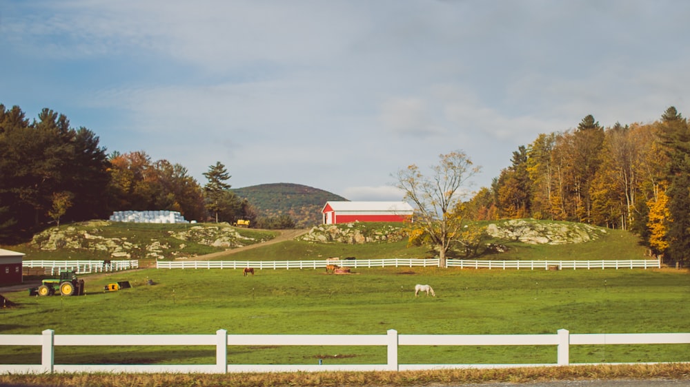 horse standing on green lawn near white fence