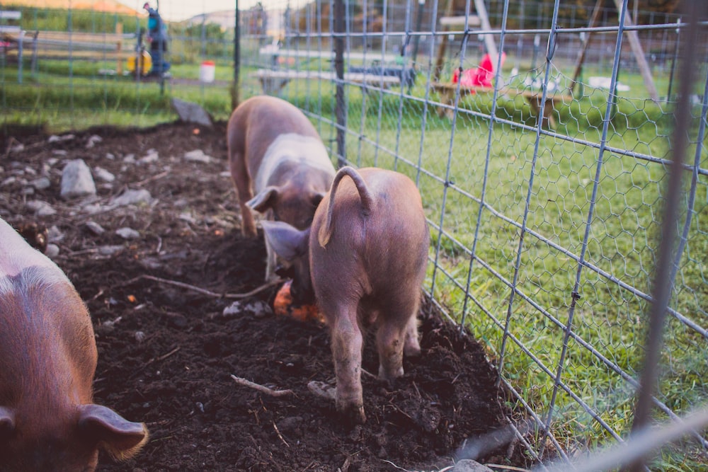 three brown pigs in cage