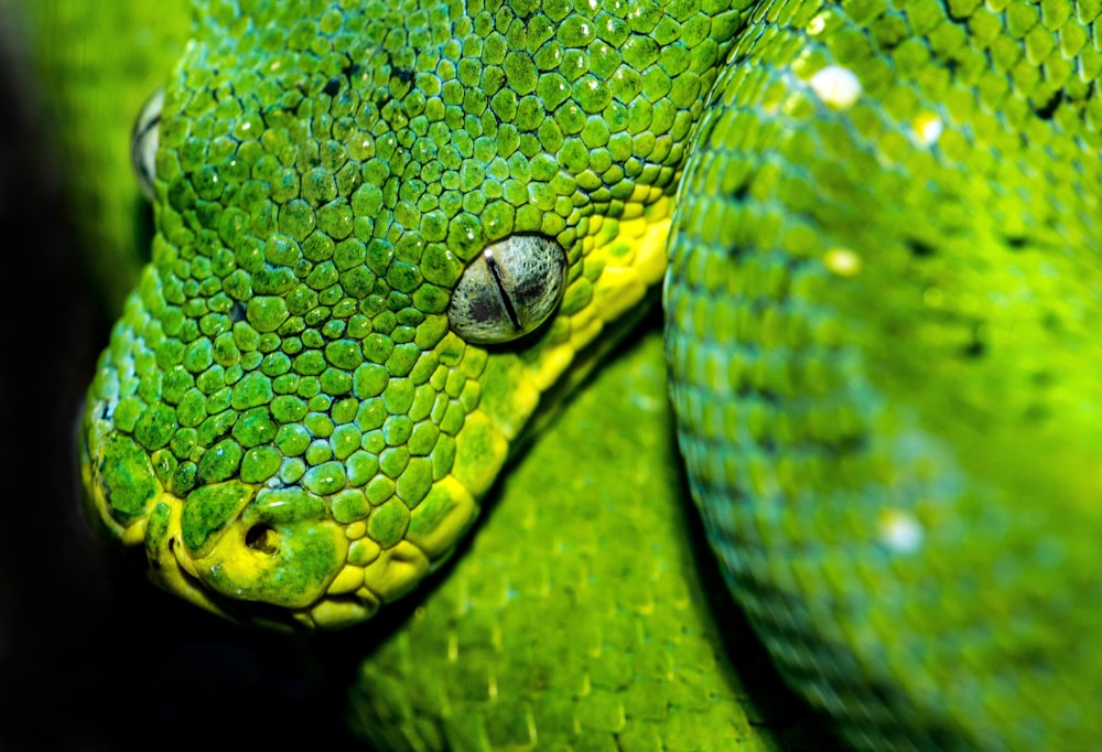 Fotografía de enfoque superficial de serpiente víbora