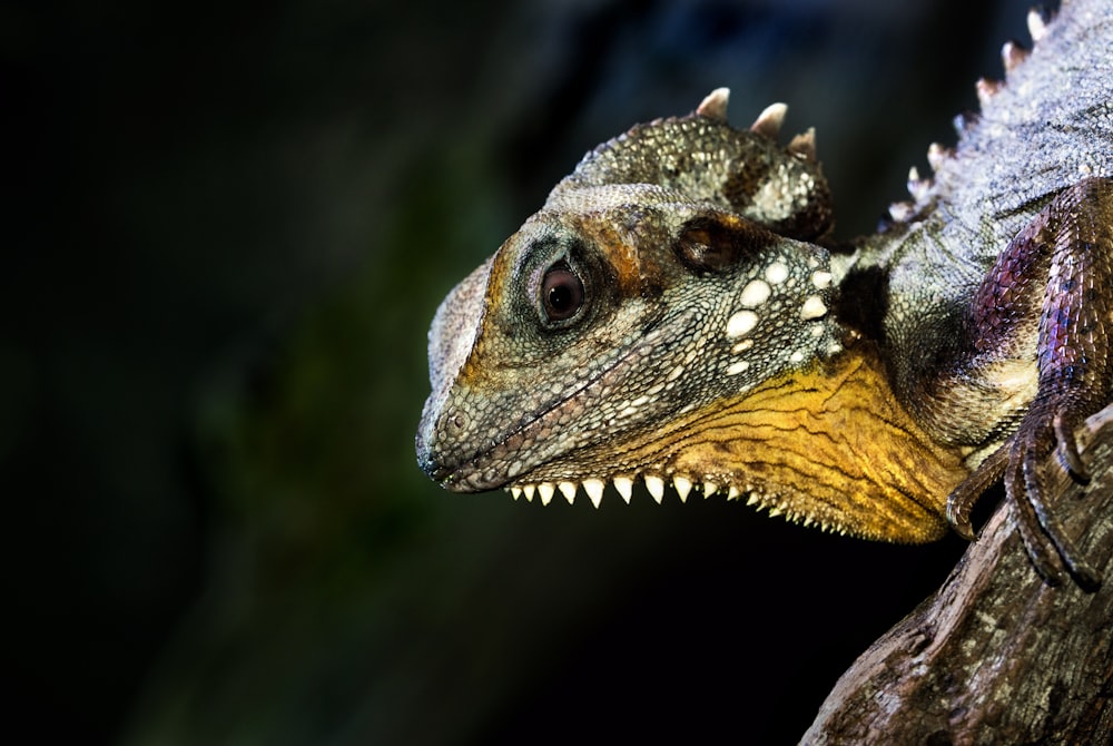 green and purple iguana on log