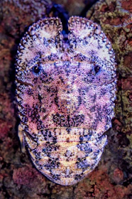 A close-up view of a marine creature with a textured and colorful exoskeleton, displaying intricate patterns of purple, pink, and white. The surface is covered in small, pebble-like formations, giving it a rugged appearance.