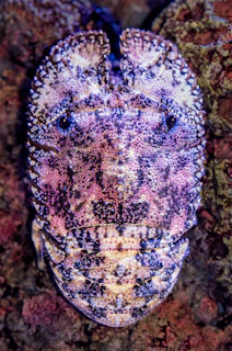 A close-up view of a marine creature with a textured and colorful exoskeleton, displaying intricate patterns of purple, pink, and white. The surface is covered in small, pebble-like formations, giving it a rugged appearance.