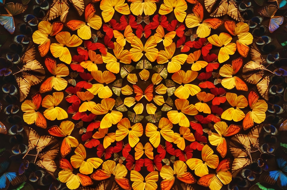 illustrazione di farfalle gialle e rosse