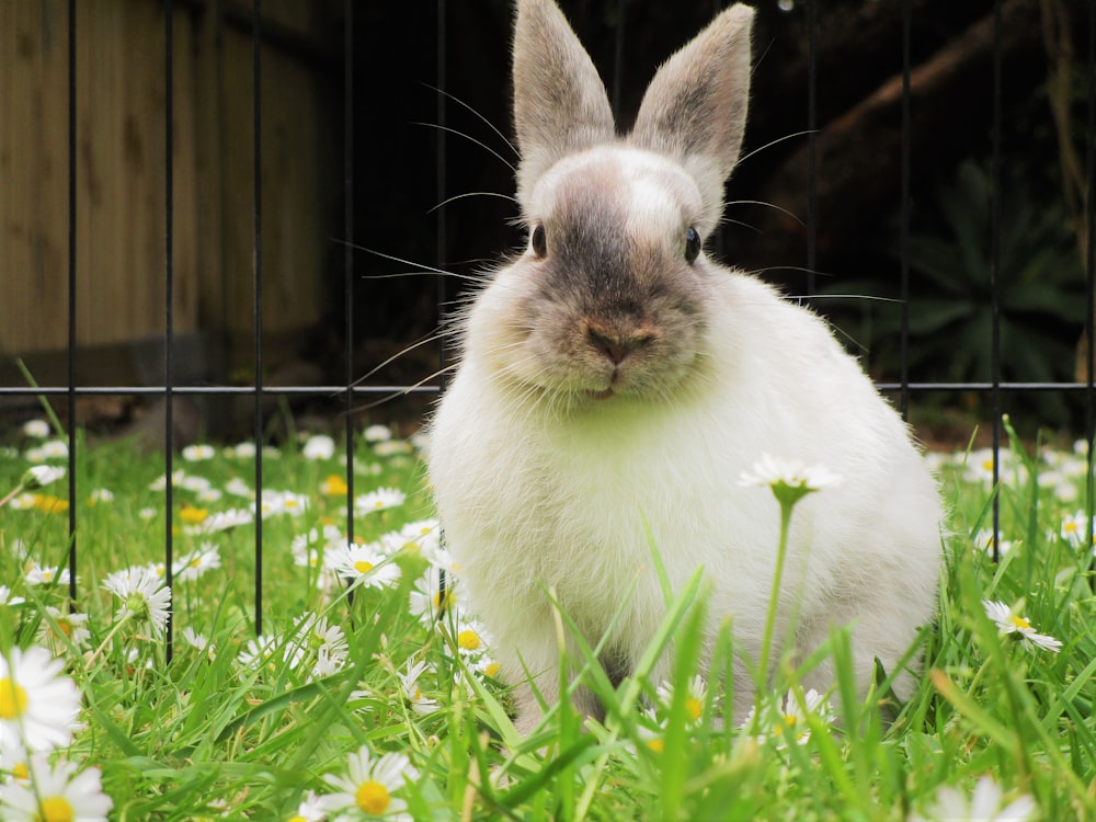 white and brown rabbit sitting on daisies