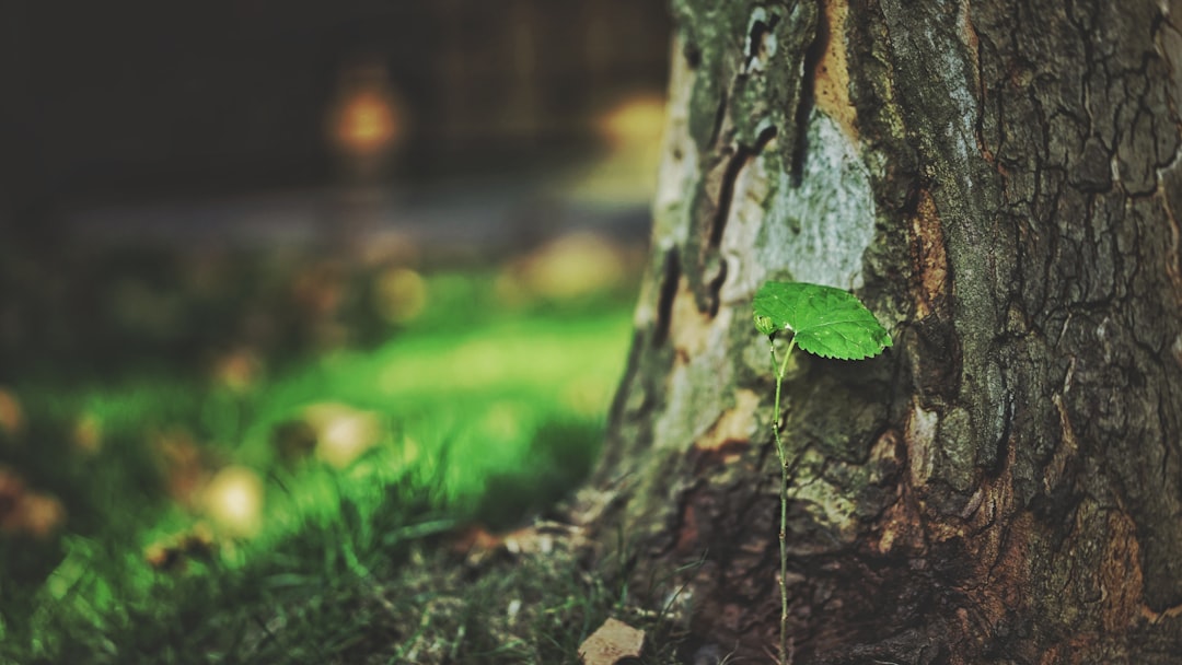 shallow focus photo of green leaf