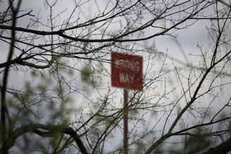 A blurred red sign is seen through a network of leafless branches. The background is an overcast sky, creating a somber atmosphere. The delicate branches are thin and sparsely populated with budding leaves, adding a natural pattern to the foreground.