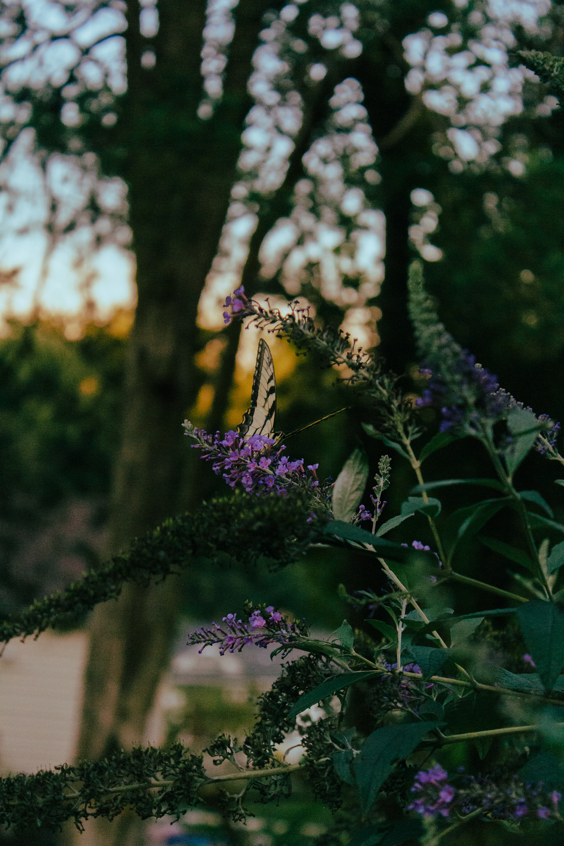A serene shot of a butterfly resting on a cluster of purple wildflowers in soft morning light.