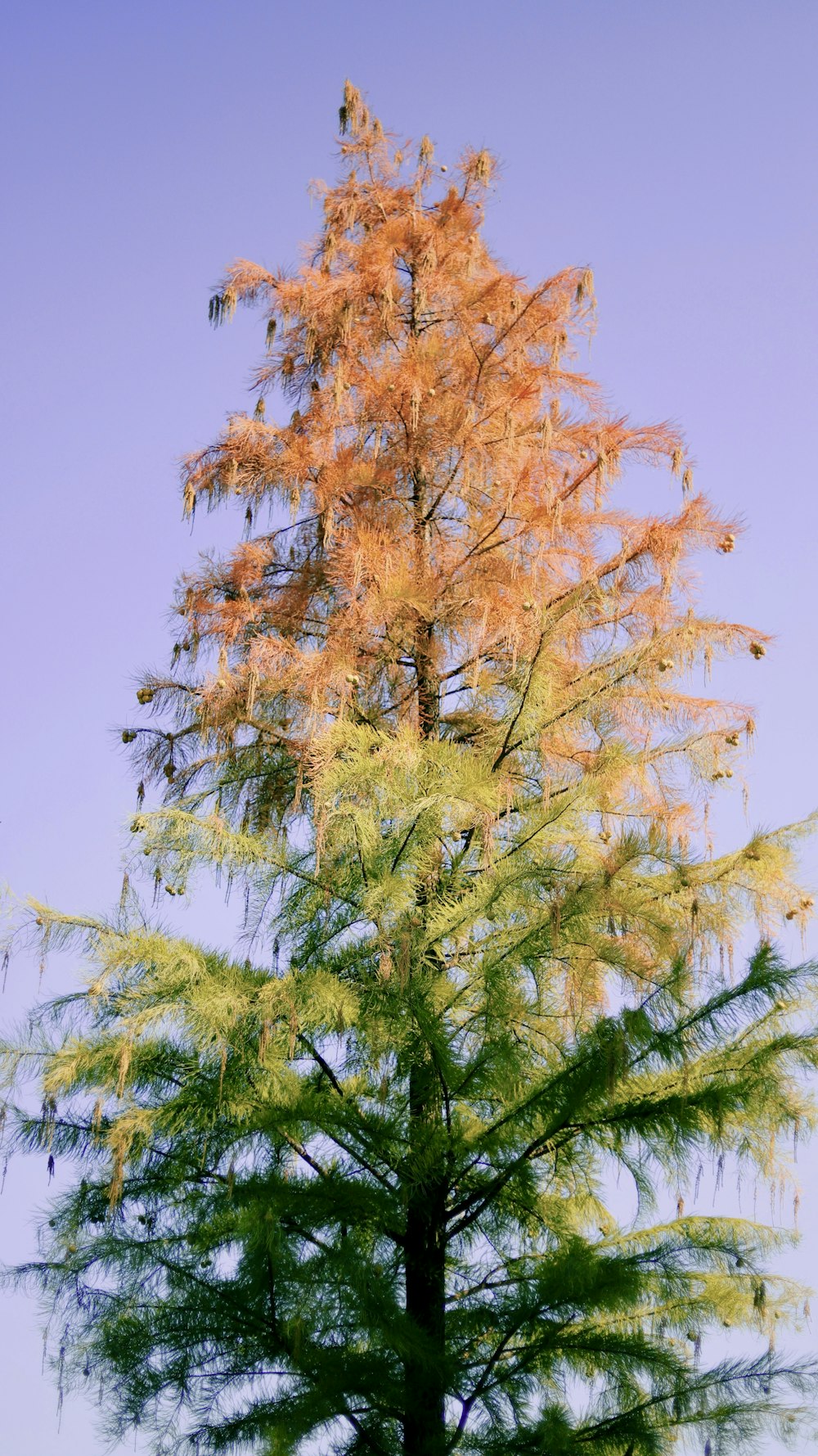 green and brown pine tree