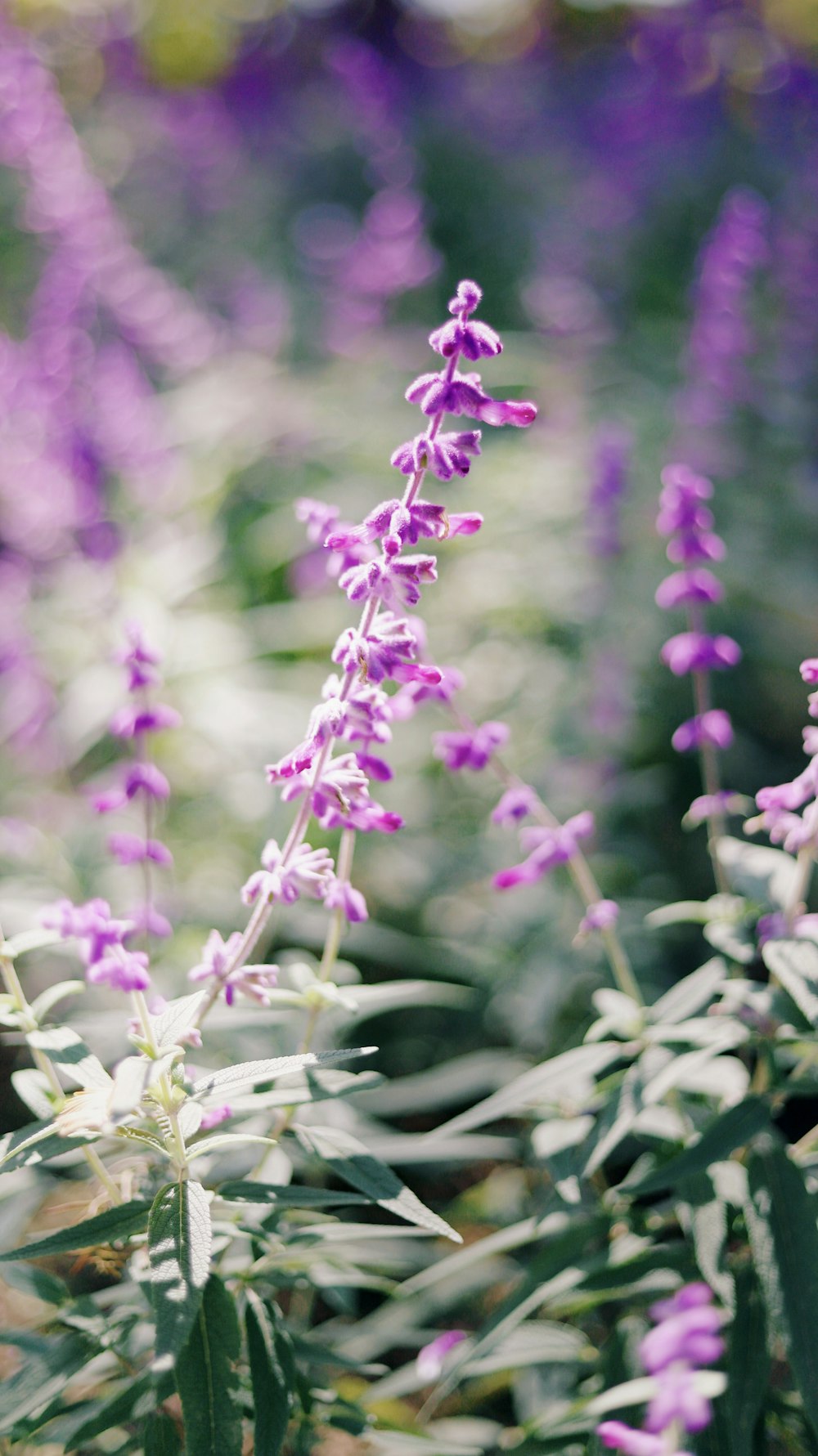 selective focus photography of purple flowers