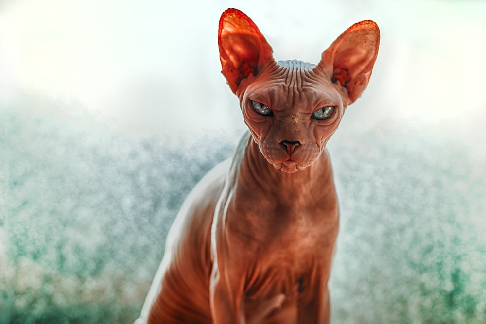 close-up photography of Sphynx cat