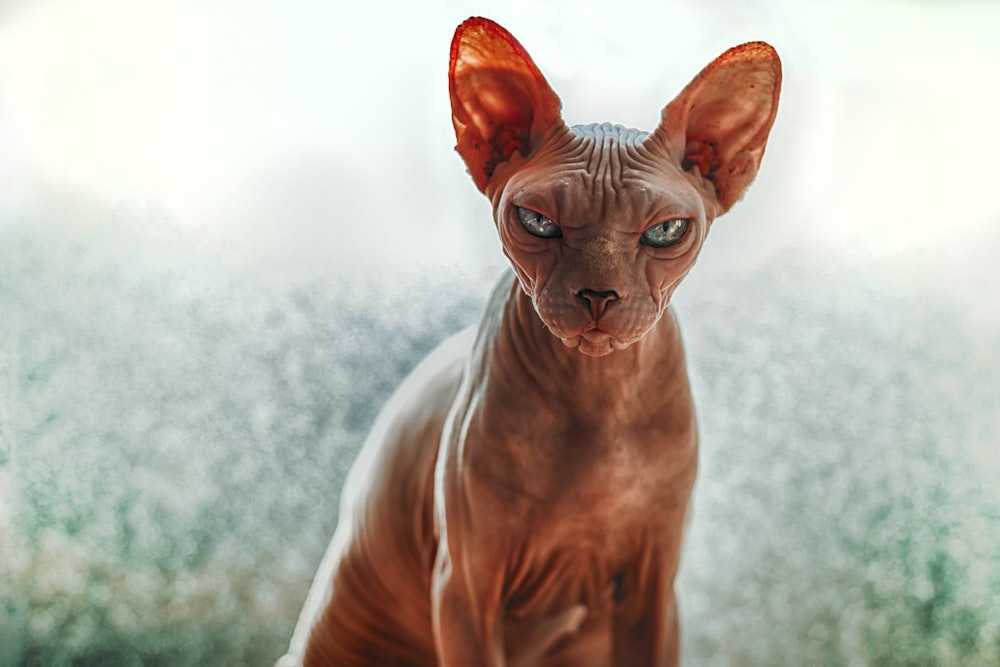 close-up photography of Sphynx cat