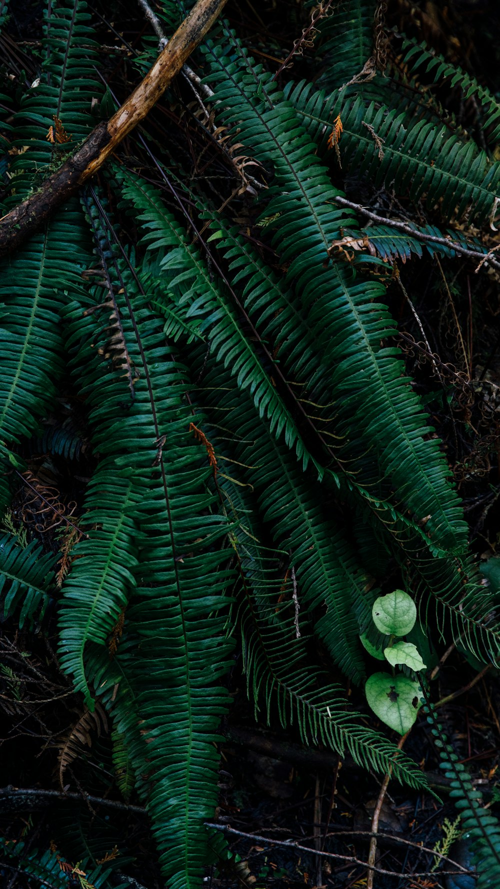 green Boston fern plants