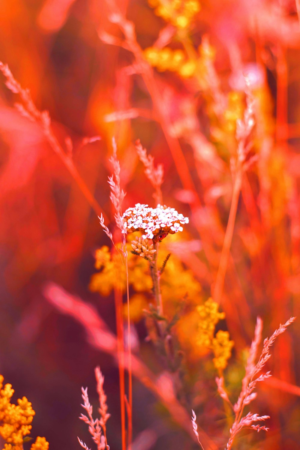 foto de foco raso de flores brancas