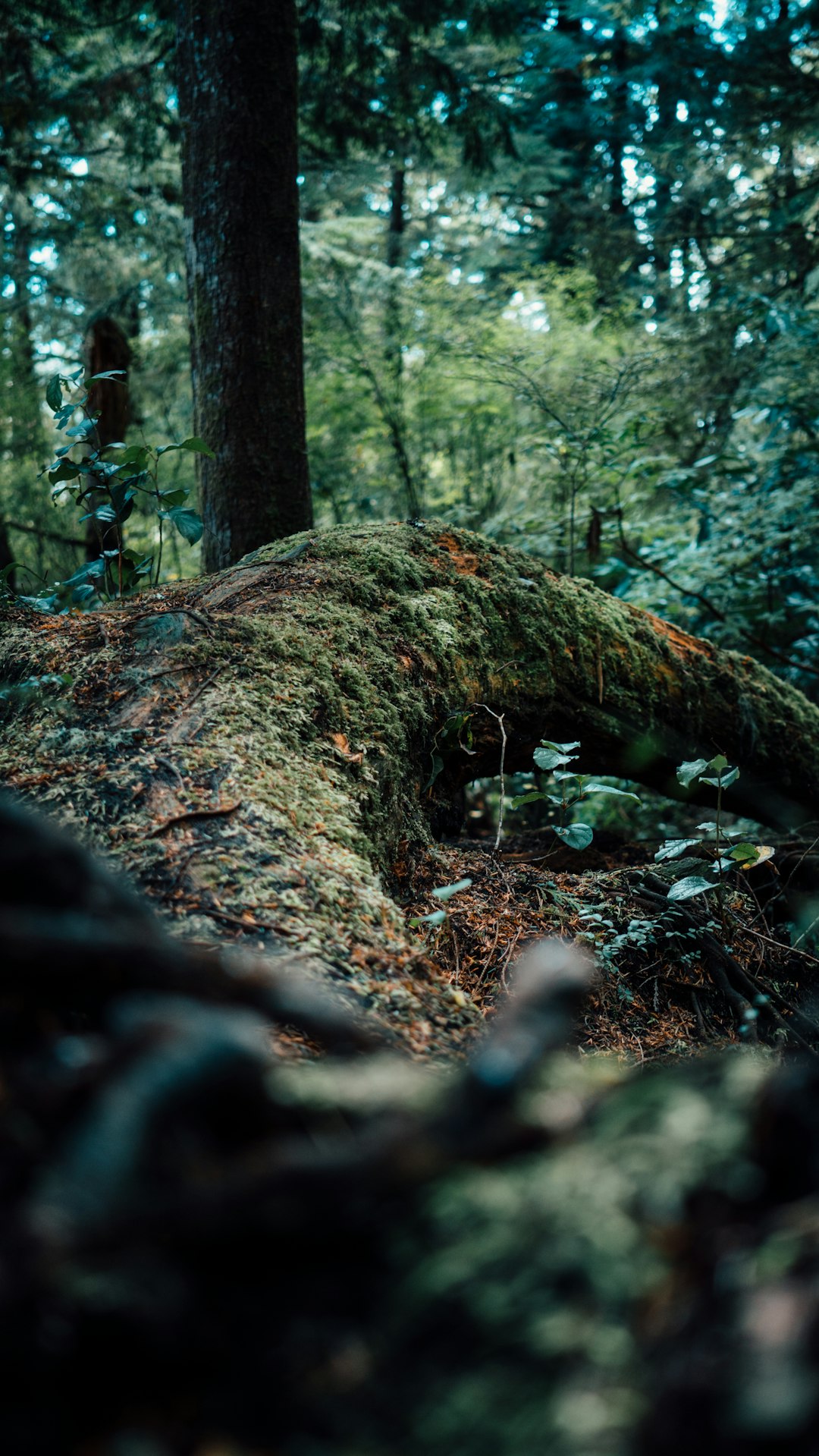 Forest photo spot Tofino Strathcona-Westmin Provincial Park